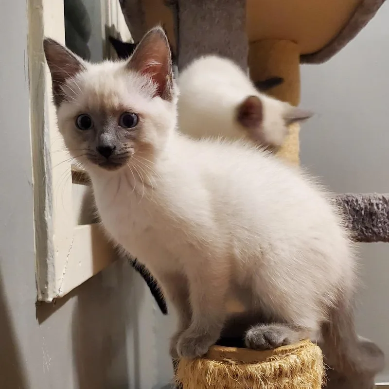 A baby small-sized female White Domestic Short Hair cat named Oat for adoption in Granville, OH
