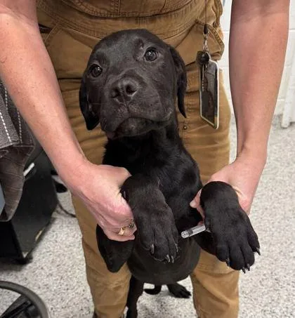 A baby medium-sized male Black Mixed Breed dog named Jetty for adoption in Kansas City, MO
