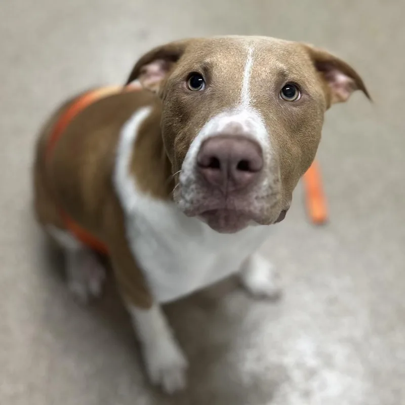 A young medium-sized female Yellow / Tan / Blond / Fawn Pit Bull Terrier dog named Wiggles for adoption in League City, TX