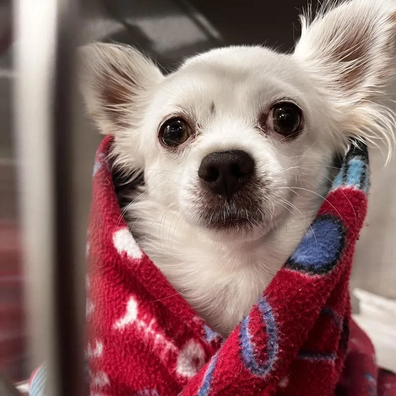 Poncho thumbnail 3