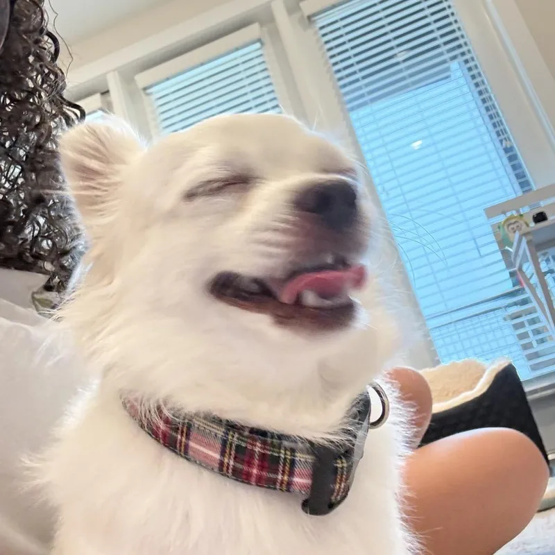 Poncho thumbnail 4