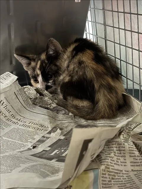 A baby small-sized female Domestic Short Hair cat named Pond for adoption in Chatsworth, CA