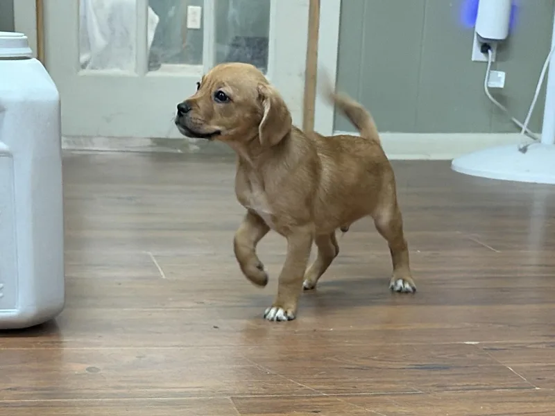A baby medium-sized male Hound dog named Zuma for adoption in Perry, GA