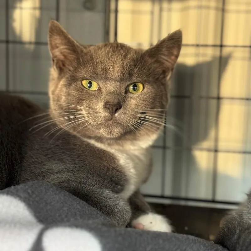 A young medium-sized male Gray / Blue / Silver Domestic Short Hair cat named Dove for adoption in Blairsville, GA