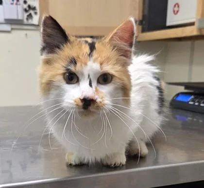 A young medium-sized female Calico Domestic Medium Hair cat named Calypso for adoption in Buffalo, MN