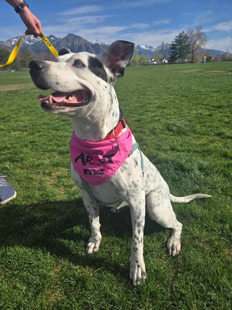 Blue Cheese thumbnail 2