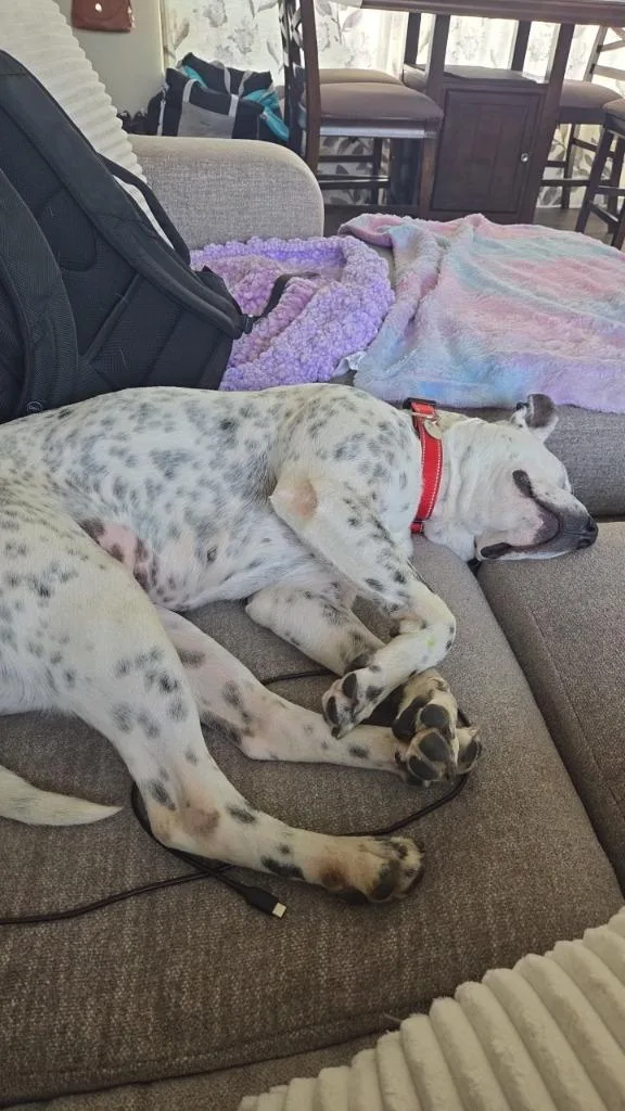 Blue Cheese thumbnail 4