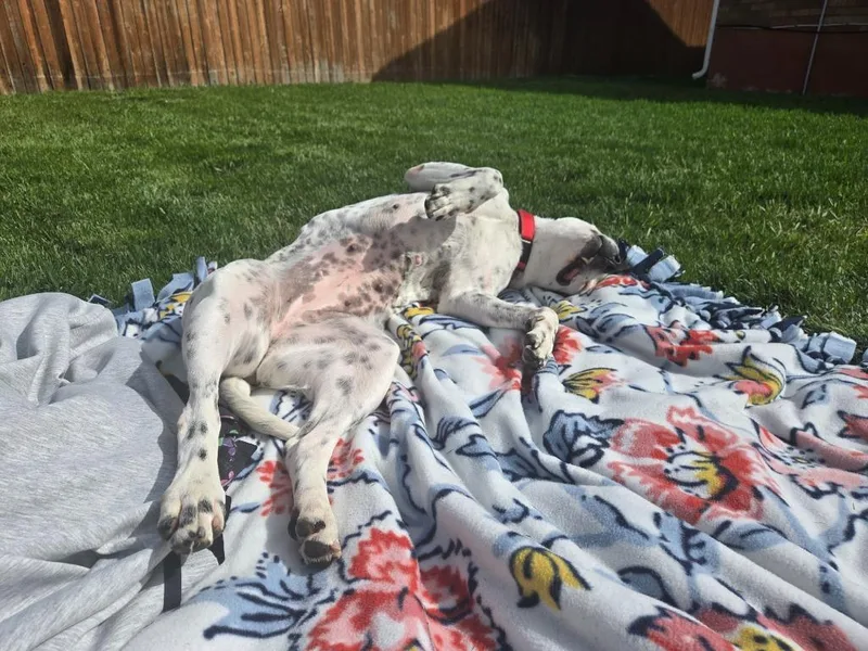 Blue Cheese thumbnail 5