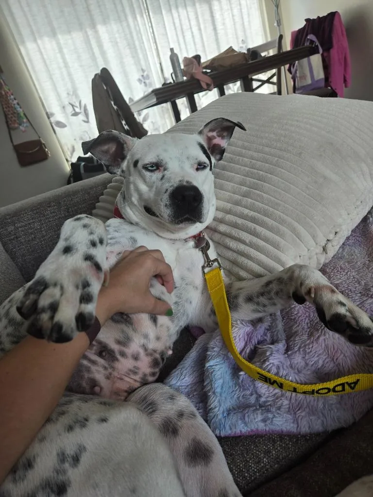 Blue Cheese thumbnail 6