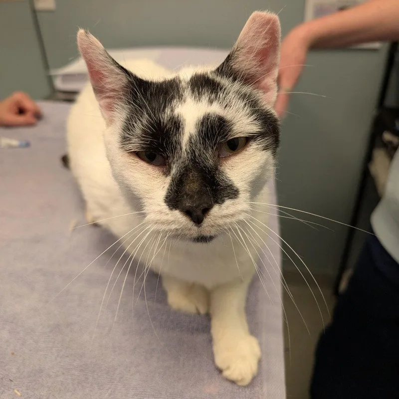 An adult medium-sized male Black & White / Tuxedo Domestic Short Hair cat named Billy for adoption in New Castle, DE