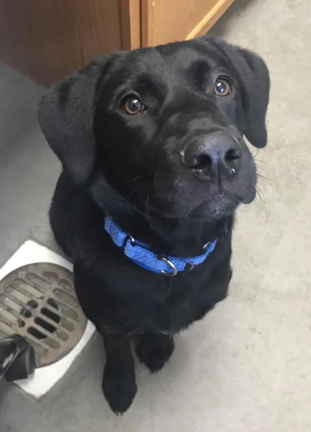 A young medium-sized male Black Labrador Retriever dog named Snapple for adoption in Buena Vista, CO