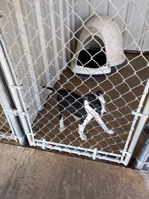 A baby medium-sized female Pit Bull Terrier dog named Samara for adoption in Ada, OK