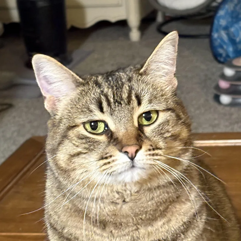 An adult medium-sized female Tabby (Buff / Tan / Fawn) Domestic Short Hair cat named Anastasia for adoption in Garden City, MI