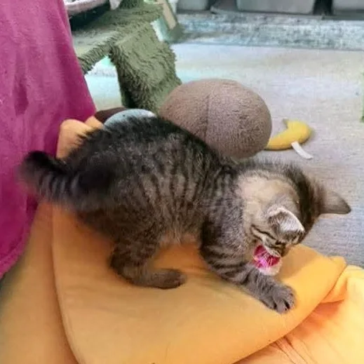 Potato thumbnail 3