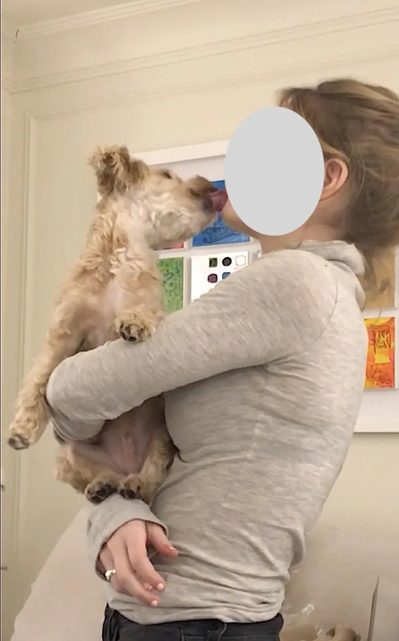 An adult small-sized male Apricot / Beige Morkie dog named Theo for adoption in Amherst, MA