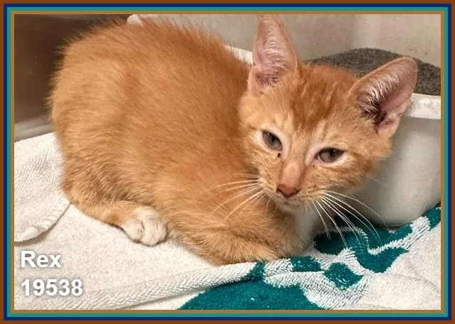 A baby medium-sized male Tabby (Orange / Red) Domestic Short Hair cat named Rex for adoption in Marietta, GA