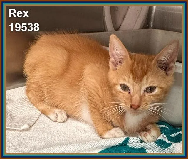 Rex thumbnail 3