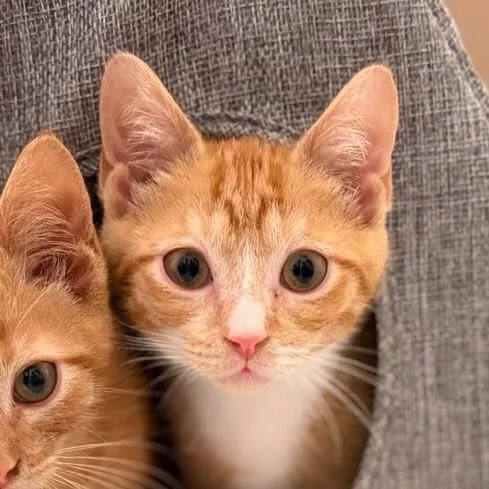 A baby small-sized male Orange / Red Domestic Short Hair cat named Pele for adoption in Chattanooga, TN
