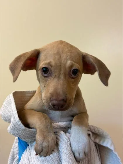 A baby small-sized male Mixed Breed dog named Lucky for adoption in Honolulu, HI