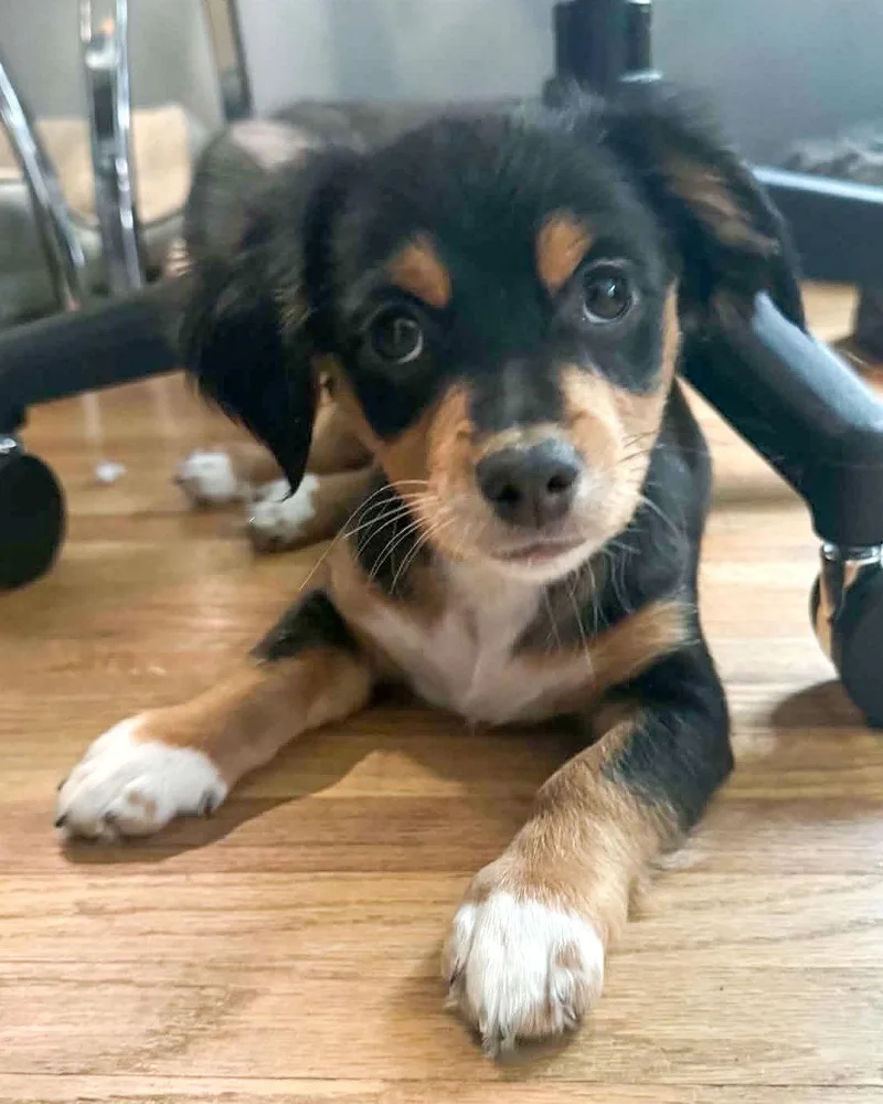 A baby small-sized male Chihuahua dog named Merle for adoption in Corona, CA