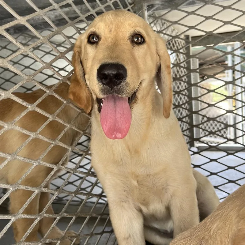 A baby large-sized female Labrador Retriever dog named Shiloh for adoption in Edinburg, TX