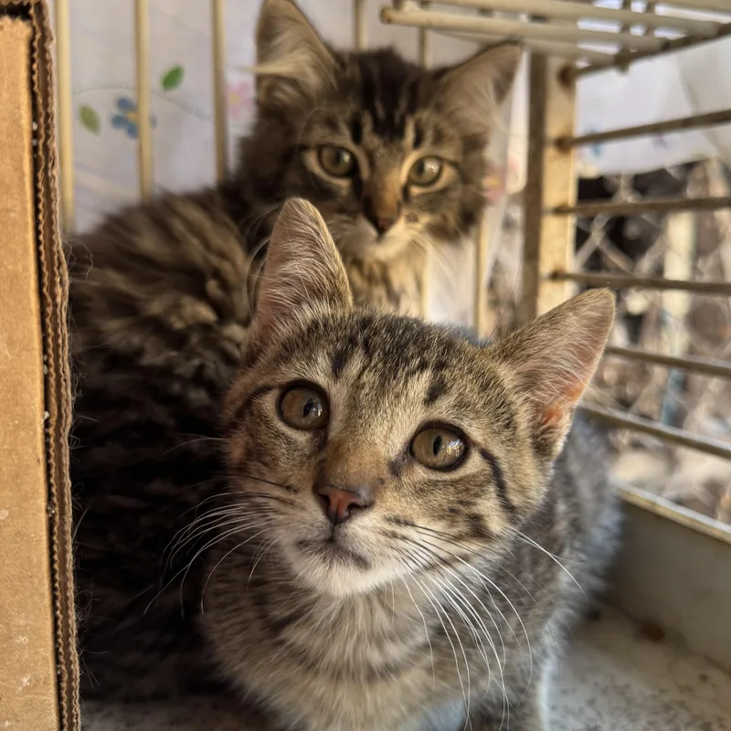 A baby small-sized female Domestic Short Hair cat named Mochi for adoption in San Andreas, CA