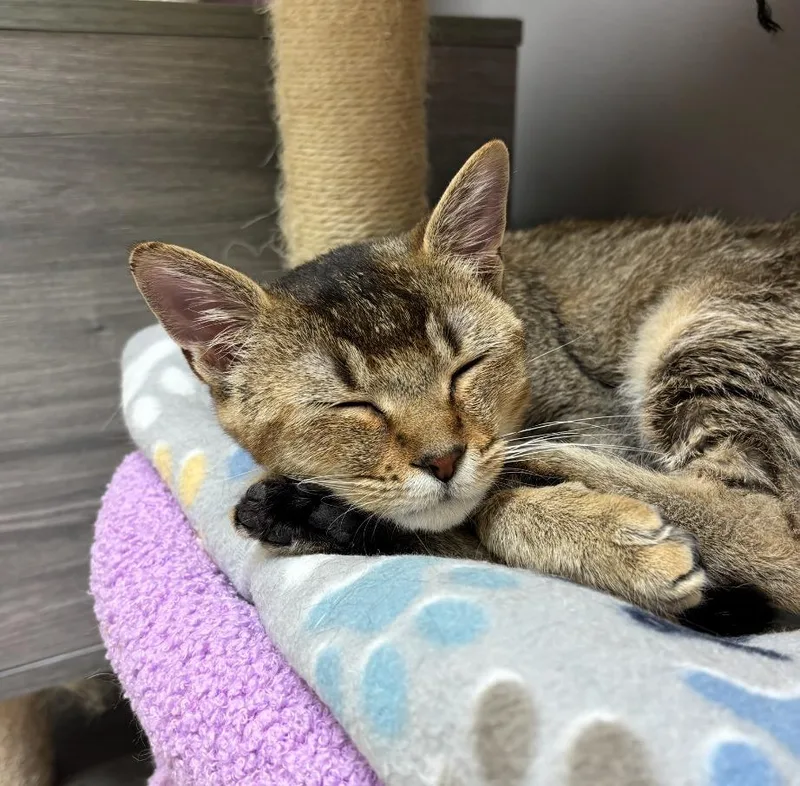 A young small-sized female Singapura cat named Minky for adoption in Los Angeles, CA