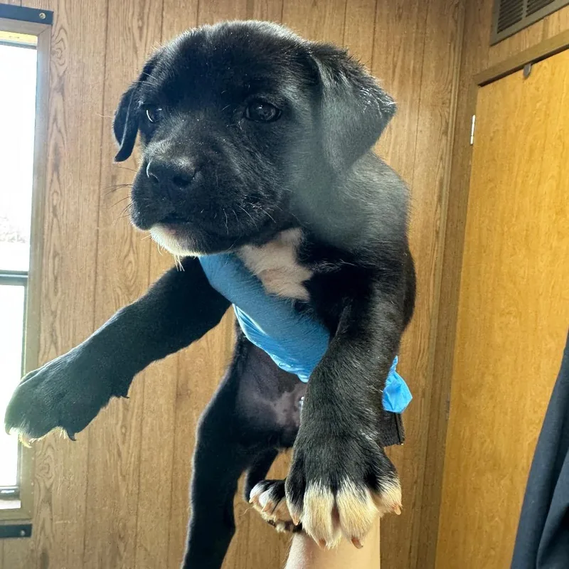 A baby small-sized female Black Mixed Breed dog named Mockingbird for adoption in Columbiana, AL