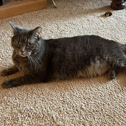 A senior large-sized female Gray / Blue / Silver Domestic Short Hair cat named Lillie for adoption in Minneapolis, MN