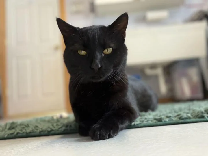 Puddin Pop thumbnail 2