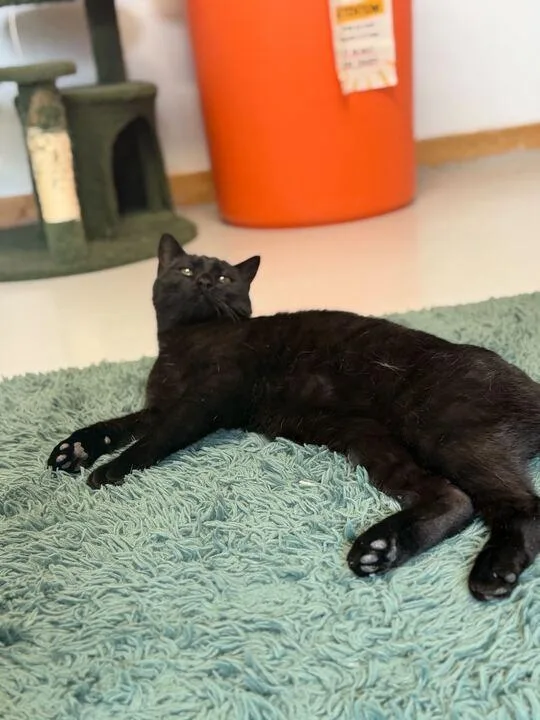 Puddin Pop thumbnail 3