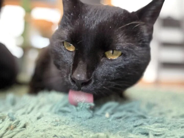 Puddin Pop thumbnail 4