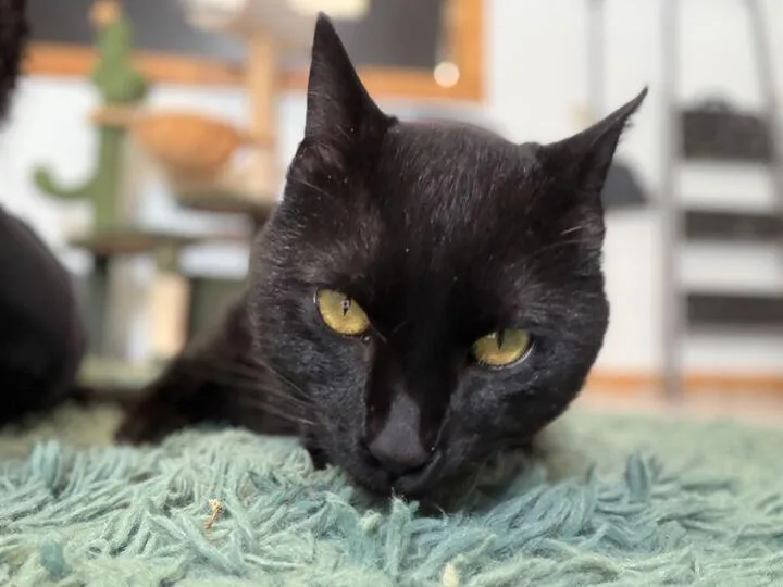 Puddin Pop thumbnail 5