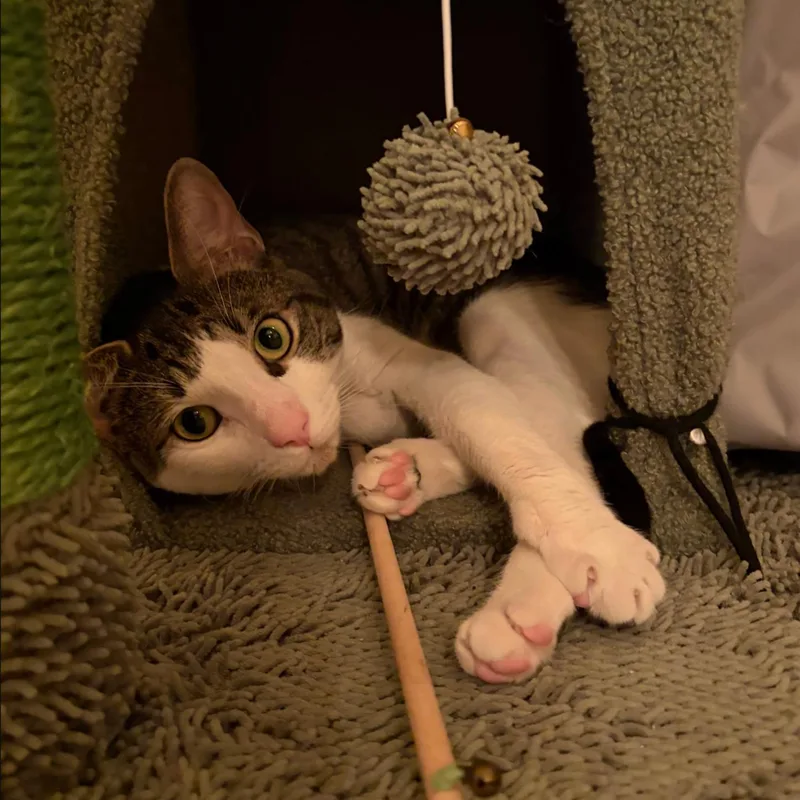 An adult medium-sized male Domestic Short Hair cat named Bento Box for adoption in Brooklyn, NY