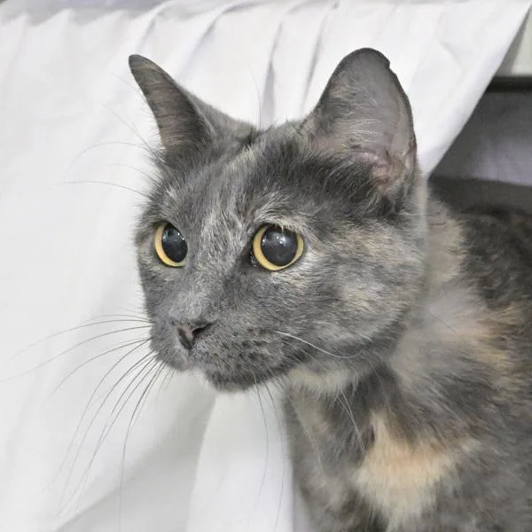 A senior small-sized female Domestic Short Hair cat named Fifi for adoption in Austin, TX