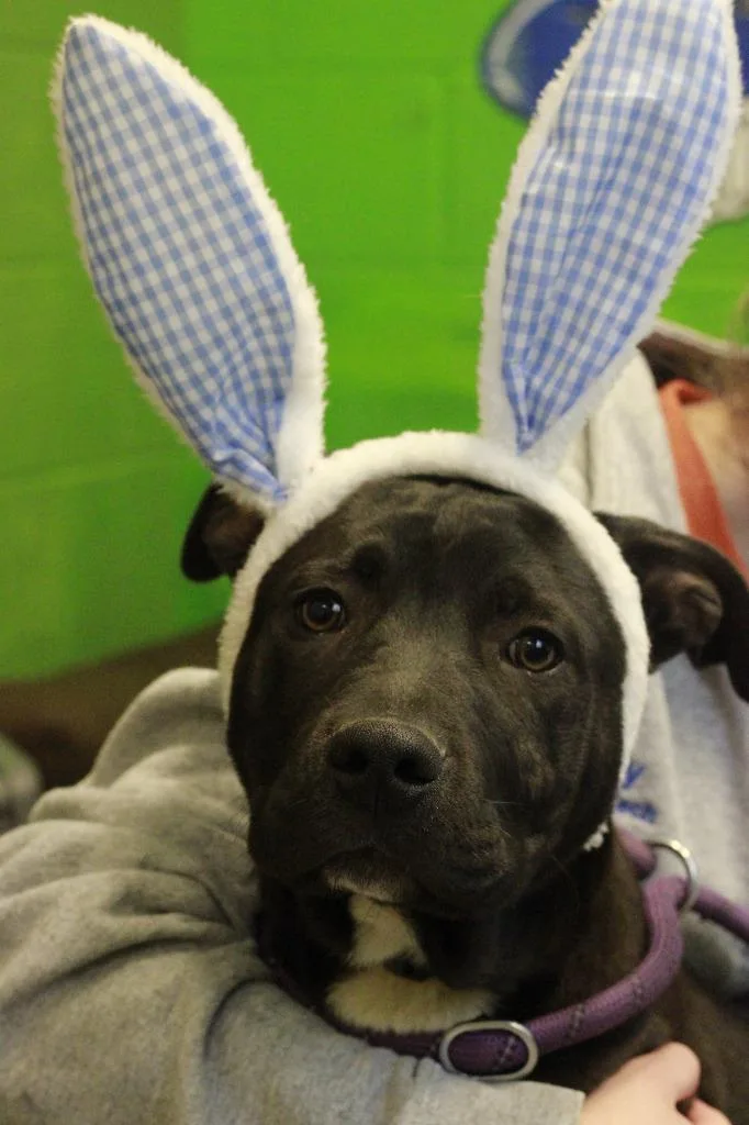 A baby medium-sized male Mixed Breed dog named Perry for adoption in Dyersburg, TN