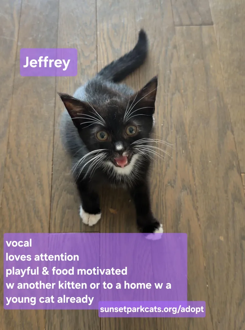 A baby medium-sized male Black & White / Tuxedo Domestic Short Hair cat named Jeffrey for adoption in Brooklyn, NY