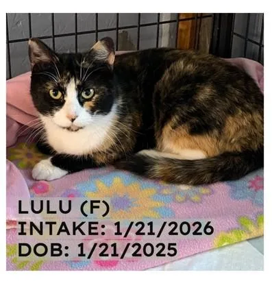 A young medium-sized female Calico cat named Lulu for adoption in New Richmond, WI
