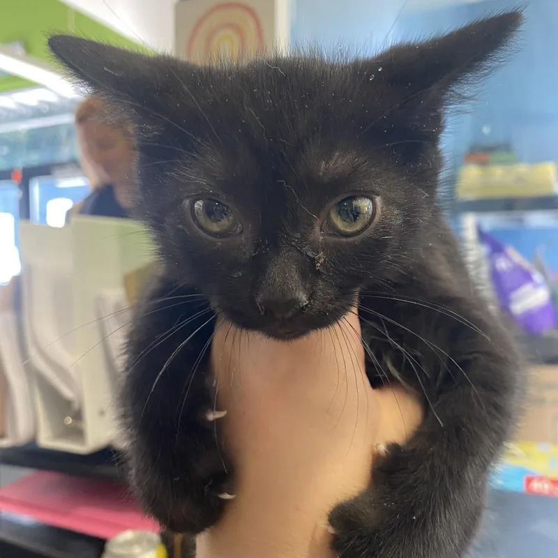 A baby small-sized male Black Domestic Medium Hair cat named Dagger for adoption in Red House, WV