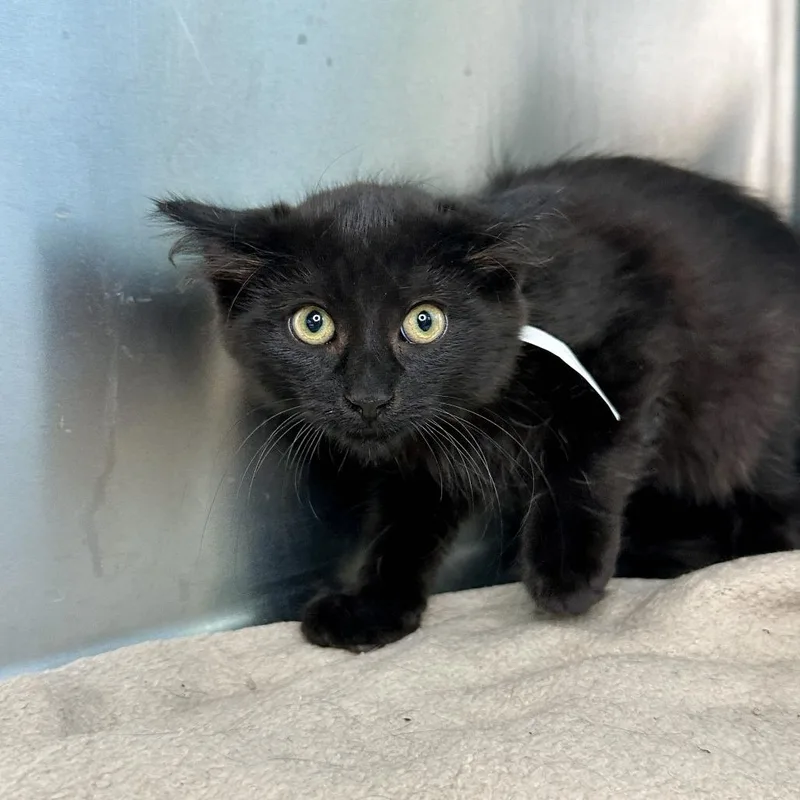 A baby small-sized male Domestic Medium Hair cat named Sourdough for adoption in Matteson, IL
