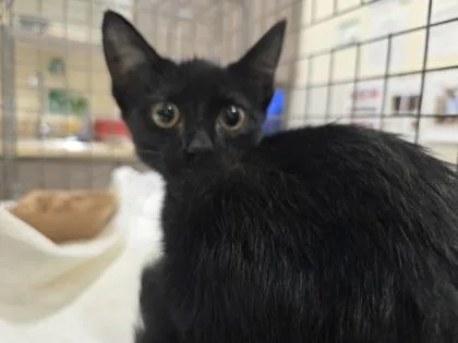 A baby small-sized female Domestic Short Hair cat named Rashi for adoption in Honolulu, HI