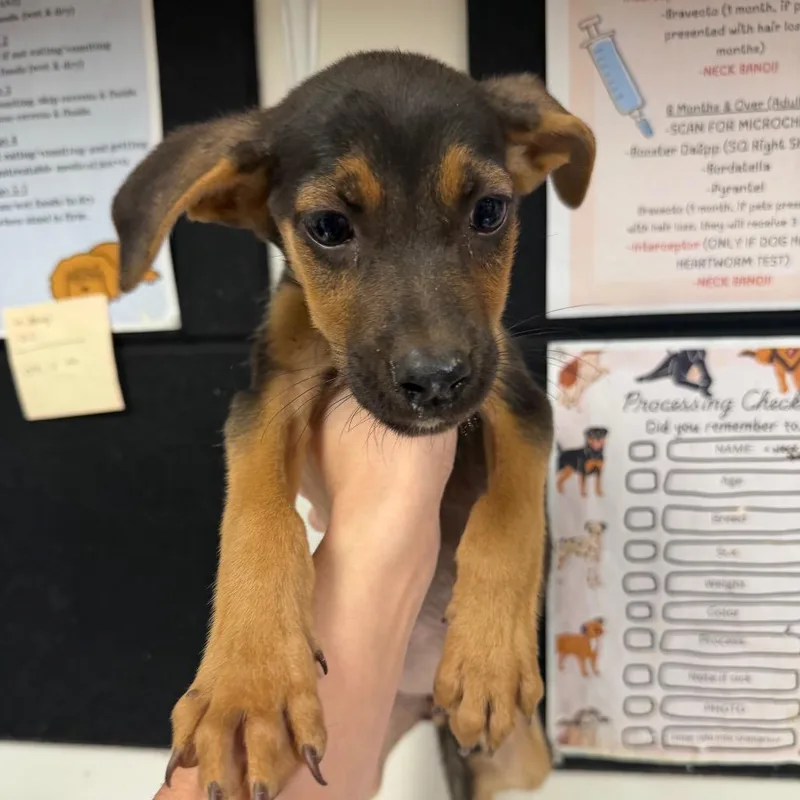 A baby small-sized female Shepherd dog named Lona for adoption in Parrish, AL