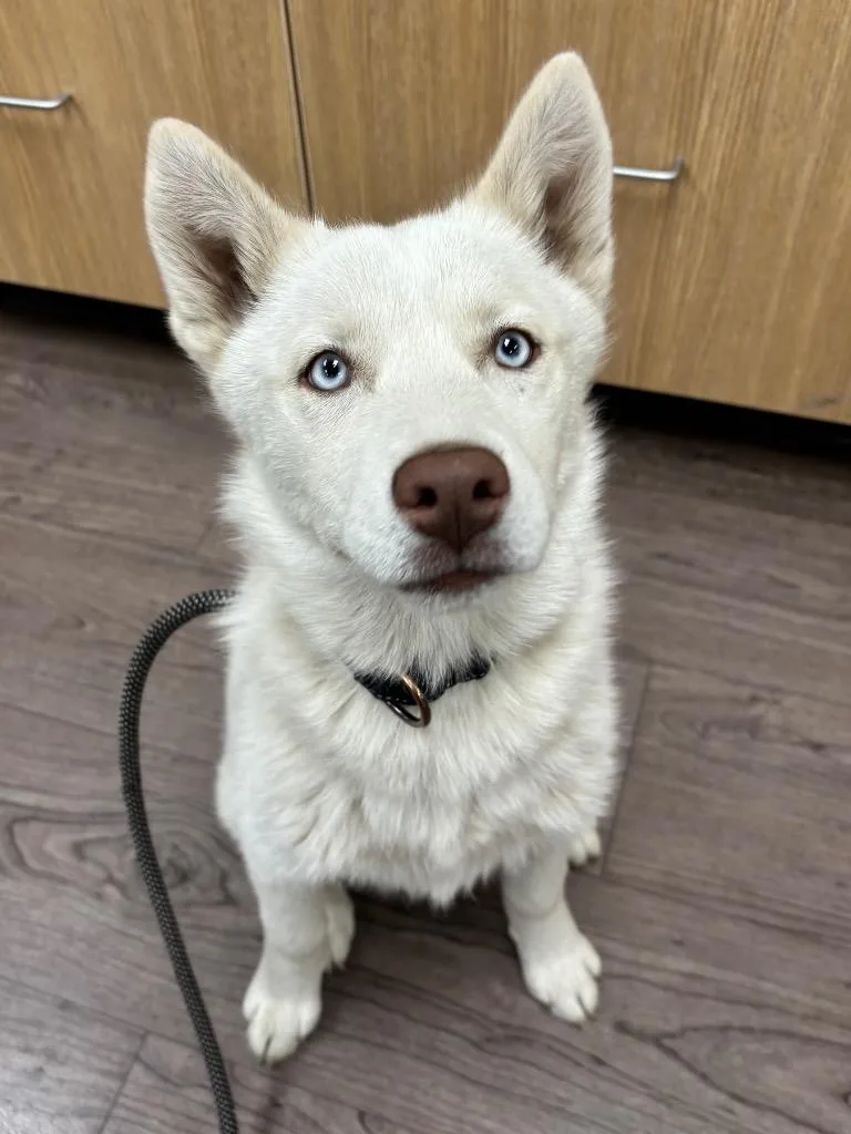 Arwen