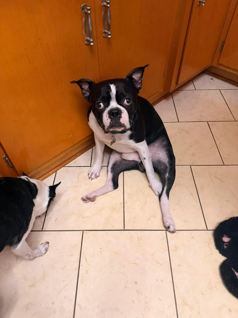 A young medium-sized male Boston Terrier dog named Harley for adoption in Torrington, CT
