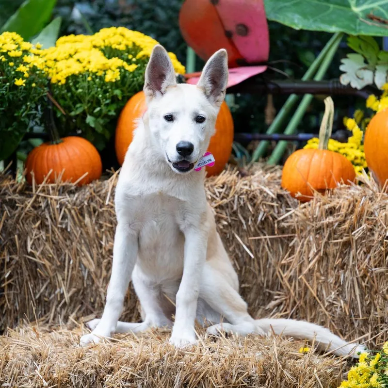 An adult medium-sized female White / Cream Shepherd dog named Jocelyn for adoption in Wake Forest, NC