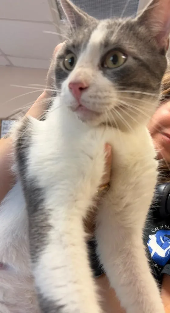 A young small-sized male Domestic Short Hair cat named Chuckie for adoption in Maumelle, AR
