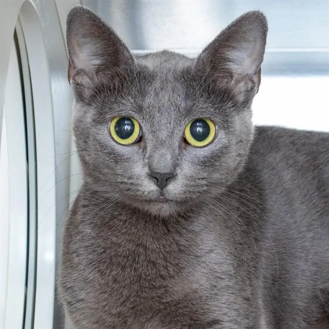 A young small-sized female Domestic Short Hair cat named Alice for adoption in St. Louis, MO
