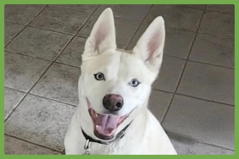 An adult medium-sized male White / Cream Siberian Husky dog named Buddy for adoption in Amherst, MA