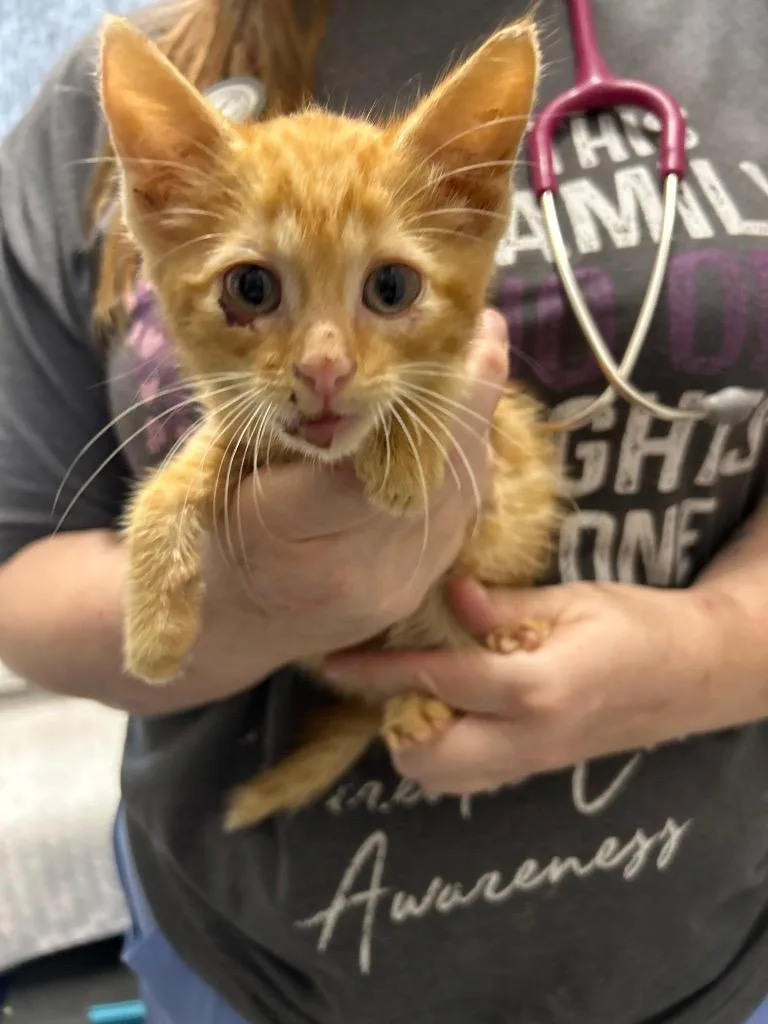A baby small-sized male Domestic Short Hair cat named Turbo Toe Beans for adoption in East Ridge, TN