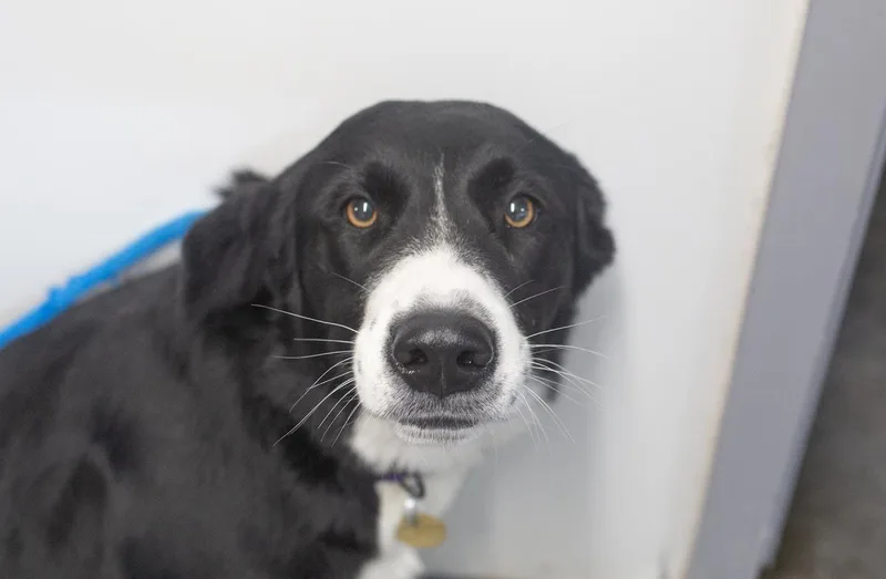 A young large-sized female Border Collie dog named Oreo for adoption in Mountain Home, AR
